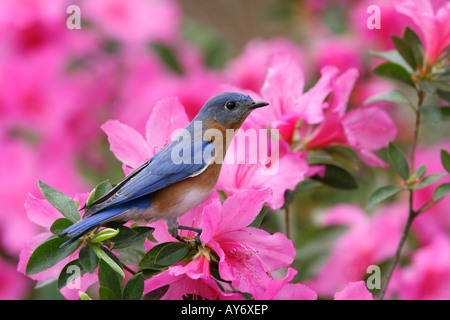 Eastern Bluebird Perched on Azalea Blossoms Stock Photo