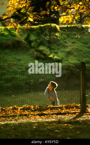 Cheshire Congleton autumn boy throwing stick for conkers in town park Stock Photo