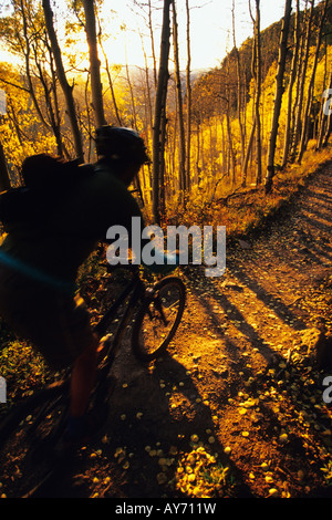 man mountain biking through aspen trees in the fall near telluride colorado Stock Photo