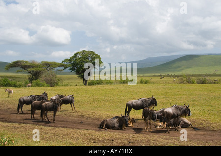 View from within the Ngorongoro crater showing a group of Wildebeest Stock Photo