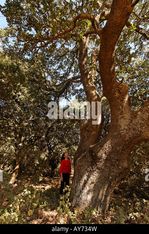 The Golan Heights Mount Tabor Oak Quercus ithaburensis at the Circassian cemetery near Marom Hagolan Stock Photo