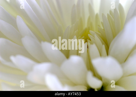 Closeup of a white chrysanthemum Stock Photo