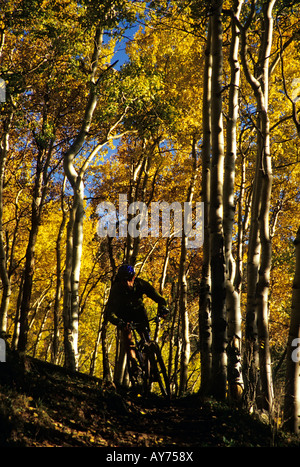 man mountain biking through aspen trees in the fall near telluride colorado Stock Photo