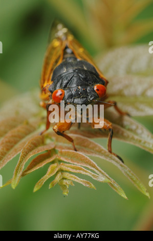 periodical cicada 17 year locust Stock Photo