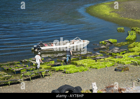 Oyster beds, low tide, California. Stock Photo