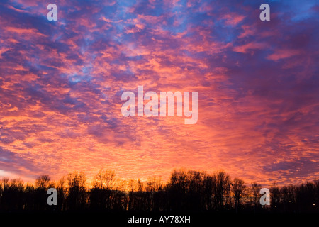 the threatening flame colored sunset over silhouettes of trees Stock ...