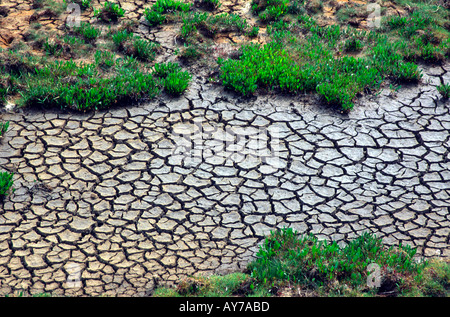 Dried cracked mud Stock Photo