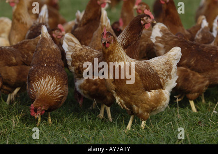 free range chickens in field in scottish boarders farm Stock Photo