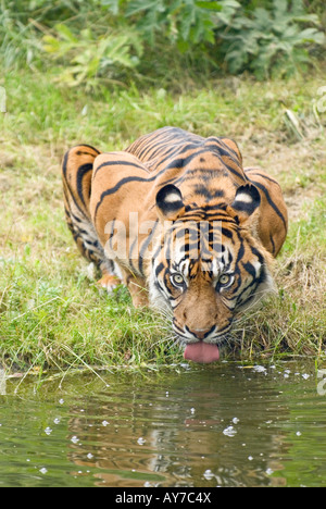 Sumatran Tiger is drinking water (Panthera tigris sumatrae)