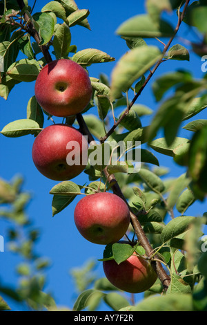 4 red apples growing on an single branch of an apple tree. Stock Photo