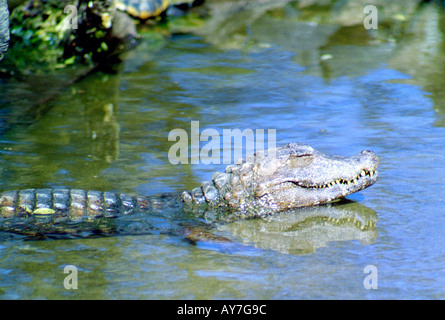 South American Alligator Jacare tinga or Cayman Yacare Stock Photo