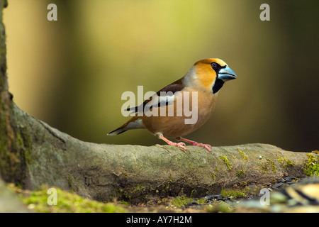 HAWFINCH Coccothraustes coccothraustes Stock Photo