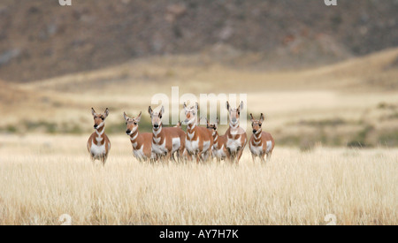 A small group of pronghorn antelope in Yellowstone National Park, Wyoming, USA. Stock Photo