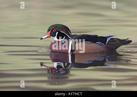 A male wood duck swimming, San Diego, California, USA Stock Photo
