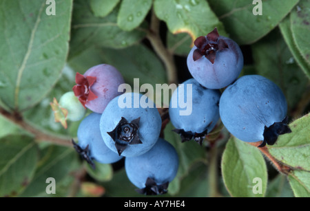 Blueberries Stock Photo
