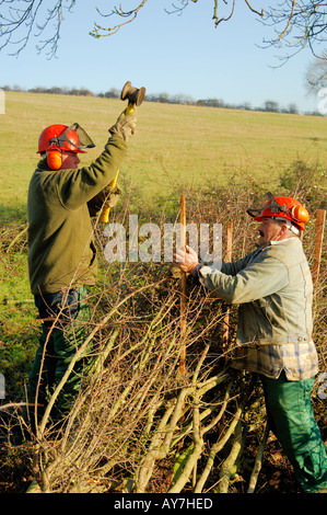 Winter Hedge Layering Stock Photo