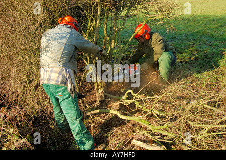 Winter Hedge Layering Stock Photo