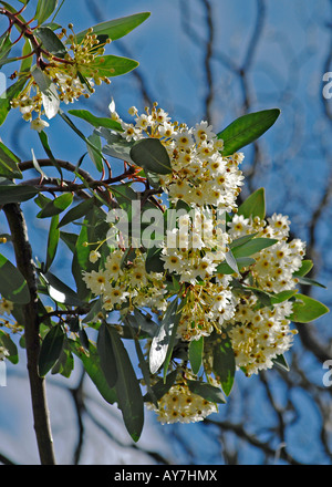 Drimys winteri (Winter's Bark) syn. Wintera aromatica Stock Photo