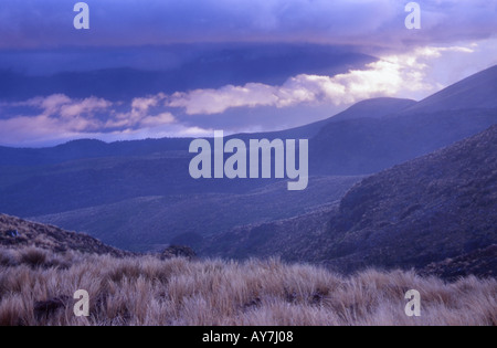 Tussockland near Ketetahi Hut Tongariro National Park North Island New Zealand Stock Photo