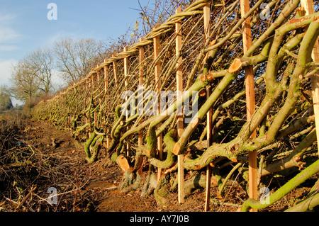 Winter Hedge Layering Stock Photo