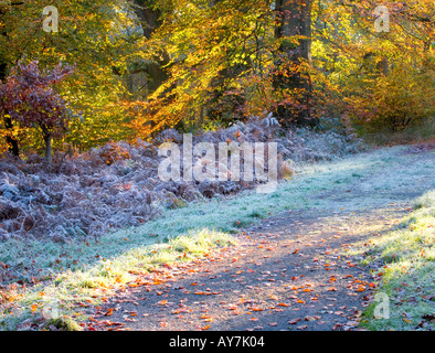 Frosty autumn morning in Savernake Forest, near Marlborough, Wiltshire, England, UK Stock Photo