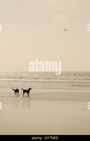 Two dogs on empty beach and bird flying Stock Photo