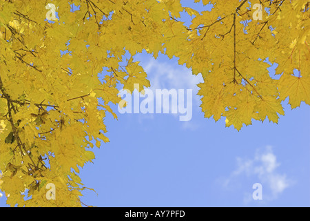 Yellow leaves on tree branch against blue sky with clouds, from below looking upwards. Stock Photo
