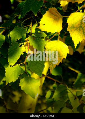 texture of yellow autumn birch leaves on the ground Stock Photo - Alamy