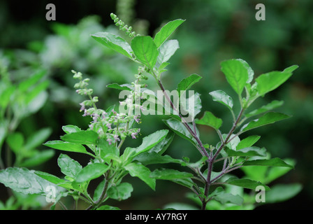 plant Tulsi or Holy Basil Ocimum sanctum Tulsi Tulasi or Holy basil has both medicinal and spiritual importance in India Stock Photo