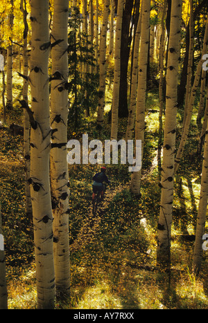 man mountain biking through aspen trees in the fall near telluride colorado Stock Photo