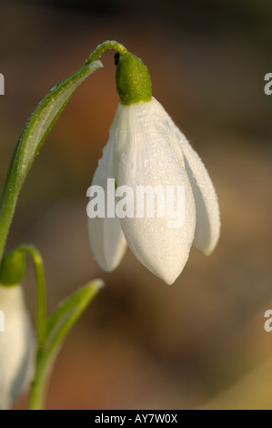 Snowdrop galanthus nivalis Stock Photo