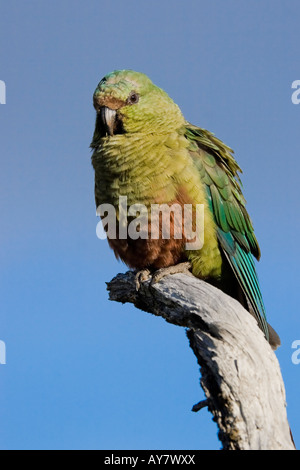 Austral Parakeet (also Austral Conure or Emerald Parakeet), Torres del Paine National Park, Patagonia, Chile Stock Photo