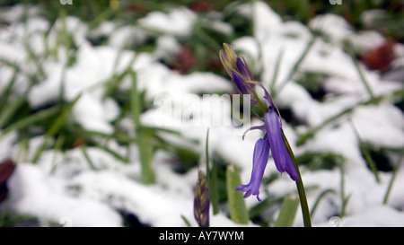 PICTURE CREDIT DOUG BLANE Blue bell flowers under snow in Woburn Sands woodlands Buckinghamshire Stock Photo