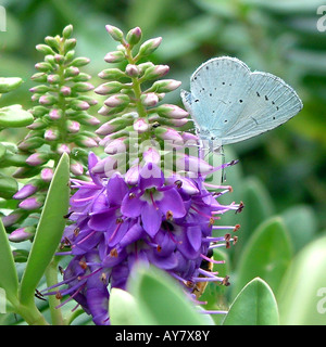 Holly Blue Butterfly on Hebe Stock Photo