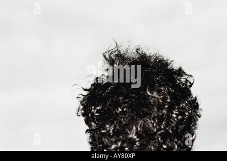 Rear View Of Male Human Head With Black Curly Hair Stock Photo