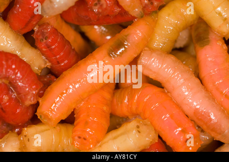 Maggots for fishing Stock Photo - Alamy