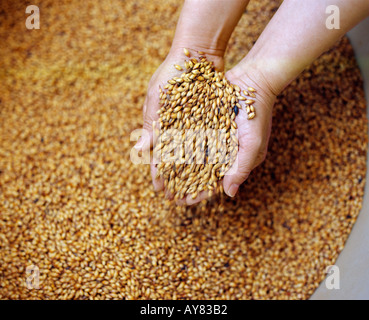 Crystal malt at Jennings Brothers Castle Brewery Cockermouth Cumbria England Stock Photo