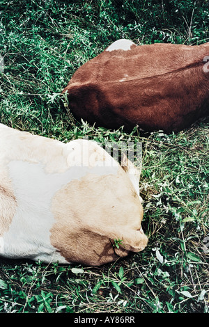 Back Ends Of Two Cows Resting In Grass Stock Photo