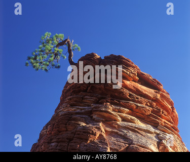 Contorted ponderosa pine and sandstone hoodoo Mount Carmel Highway Zion National Park Utah USA Stock Photo