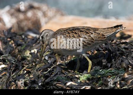 Short-billed Dowitcher Limnodromus griseus searching for food on beach at Whiffen Spit  Victoria Vancouver Island BC in August Stock Photo