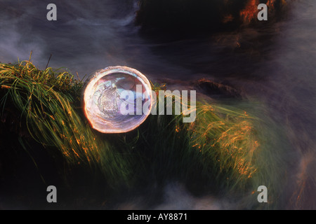 Abalone shell on grass covered rocky shore reflecting sunset light Stock Photo