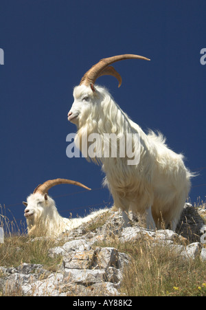 Kashmiri goats on the Great Orme, Llandudno, North Wales. Stock Photo
