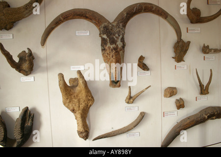 These Olduvai stone chopping tools on display in the Olduvai Gorge Museum  are one of the oldest humanly made objects. The Olduvai Gorge is one of the  Stock Photo - Alamy