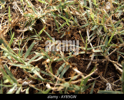 Ants colony close-up with winged ants and little wingless workers Stock Photo