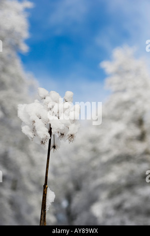 Angelica sylvestris. Dead angelica covered in snow in winter Stock Photo