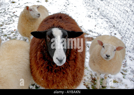 Generic Sheep in winter snow North Wakes Britain UK Stock Photo