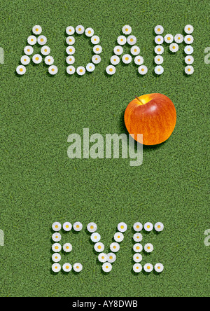 Adam and Eve written with daisies on clover lawn Stock Photo