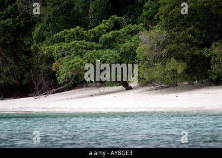 Deserted beach Ko Kradan island Thailand Stock Photo