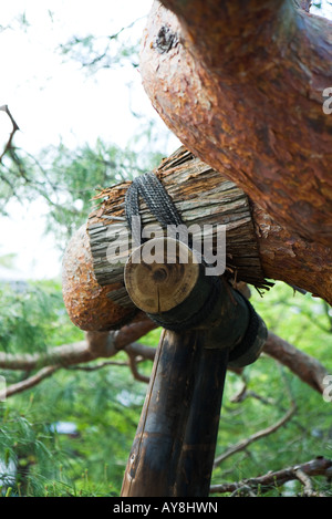 Tree branch with bamboo support, close-up Stock Photo