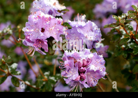 APRIL SNOW ON RHODODENDRON RUSSATUM Stock Photo